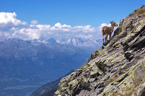 LE MIE OROBIE - foto di Fabrizio Paravisi